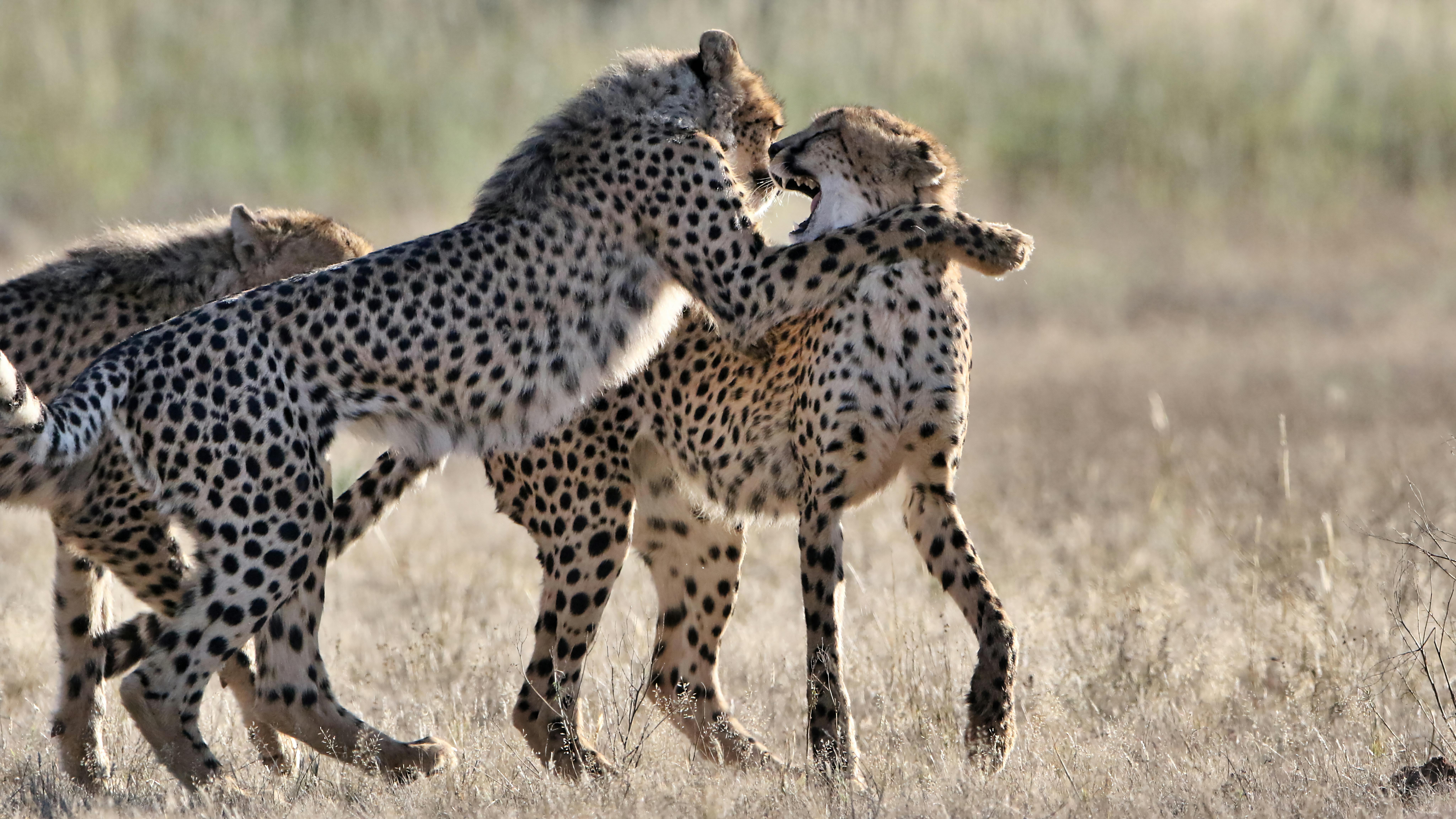 Cheetah
